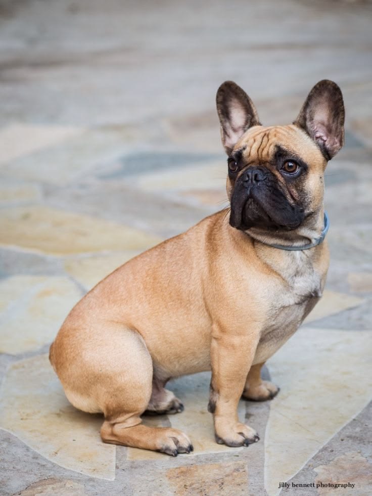Ảnh nhận biết giống French Bulldog