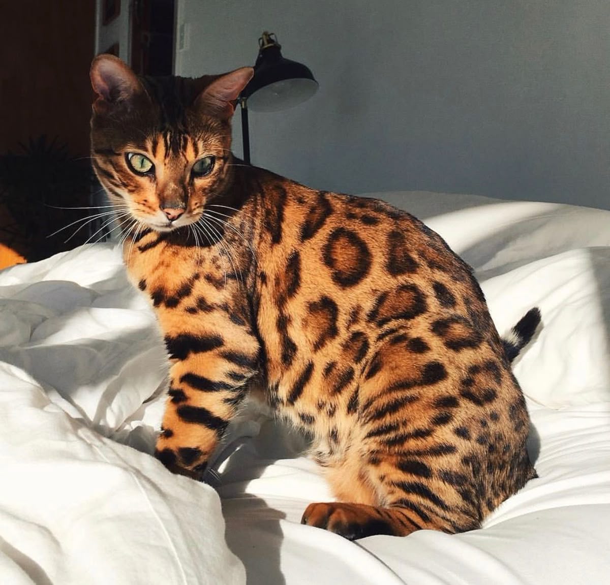 Ảnh nhận biết giống Bengal