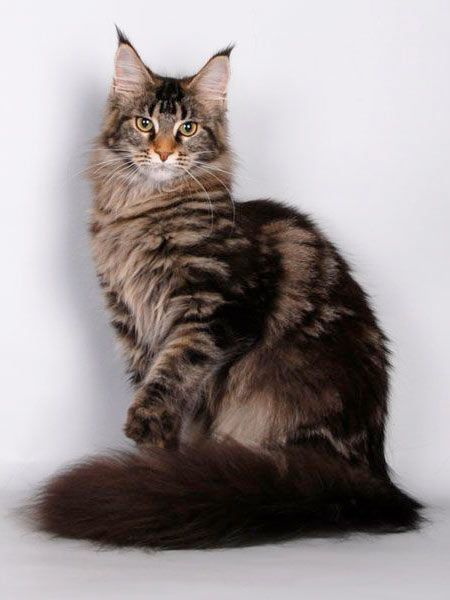 Ảnh nhận biết giống Maine Coon