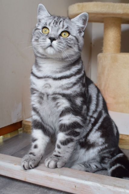 Ảnh nhận biết giống American Shorthair