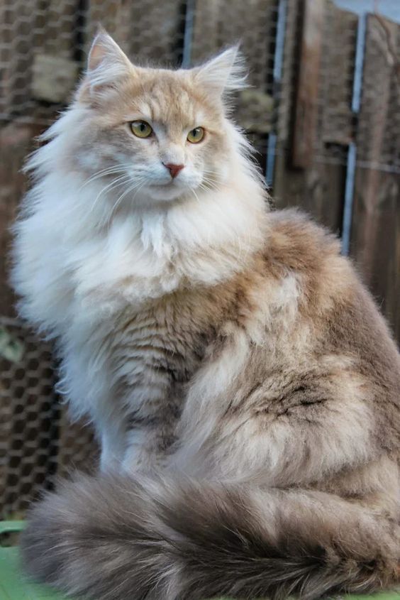 Ảnh nhận biết giống Norwegian Forest Cat