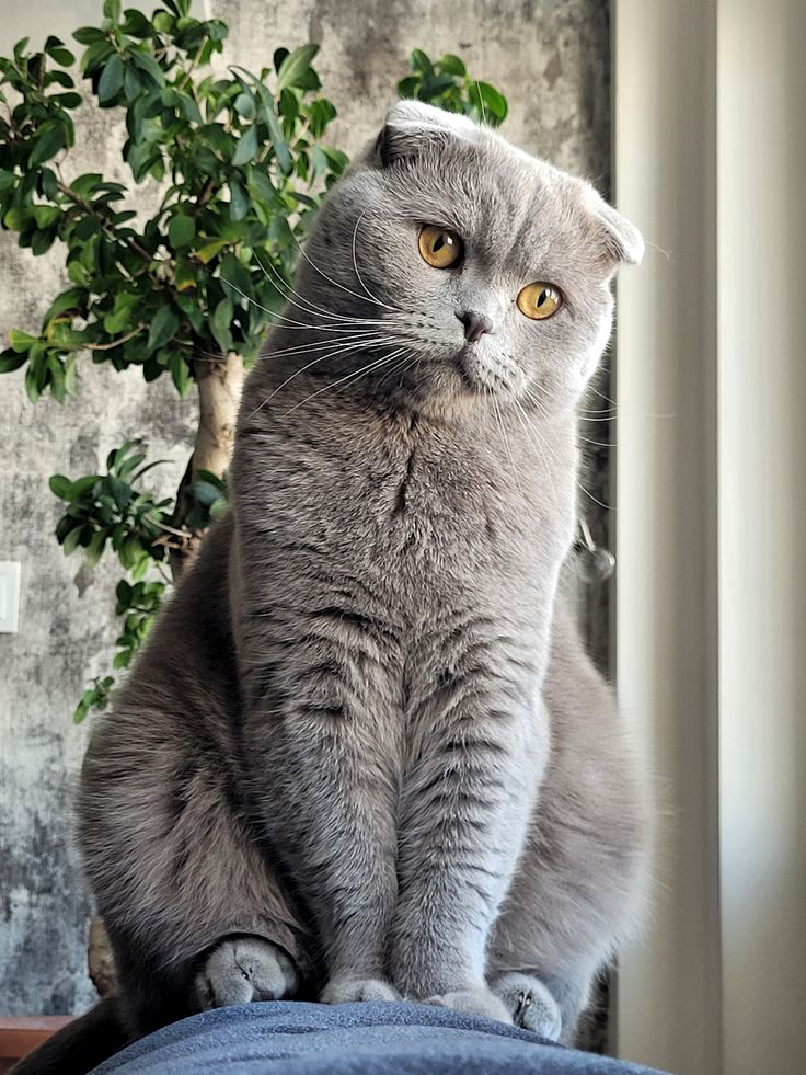 Ảnh nhận biết giống Scottish Fold
