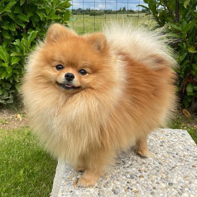 Ảnh nhận biết giống Pomeranian