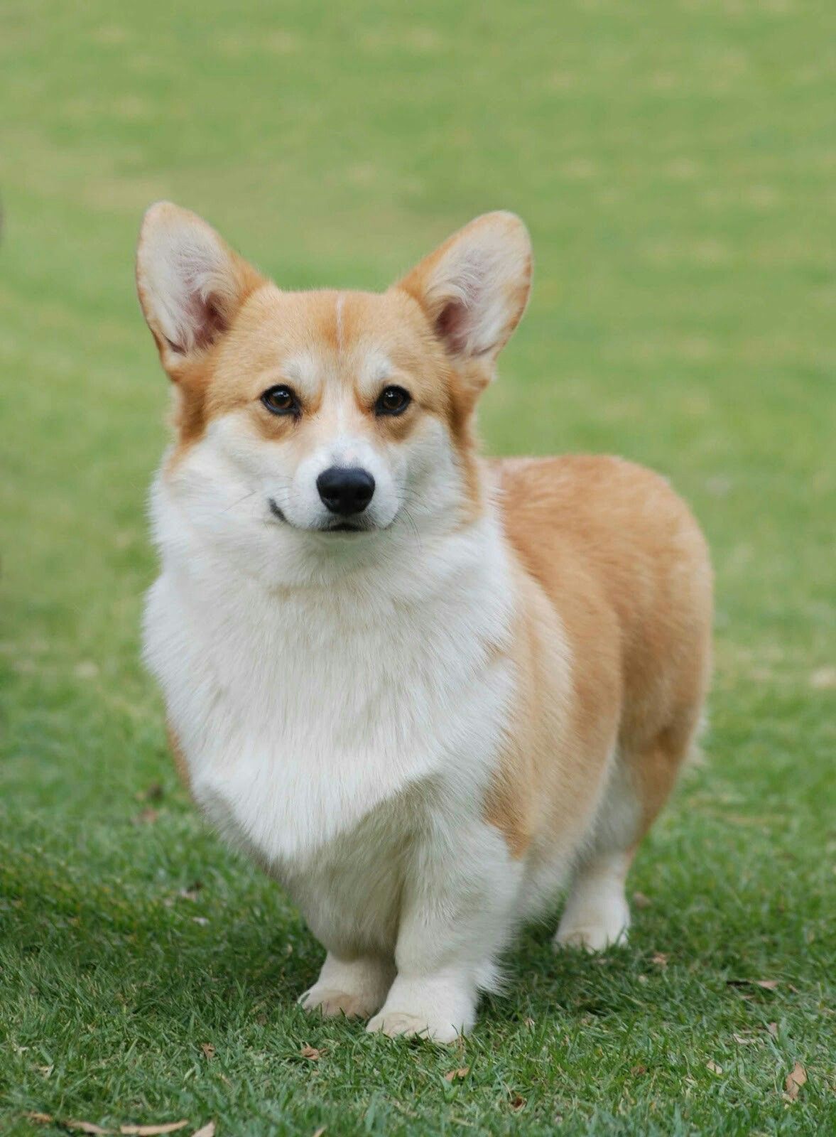 Ảnh nhận biết giống Pembroke Welsh Corgi