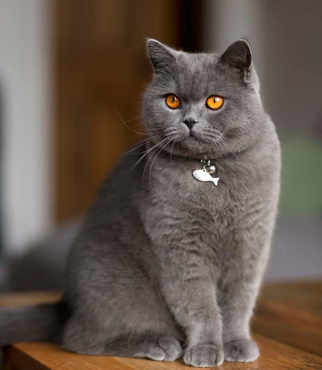 Ảnh nhận biết giống British Shorthair